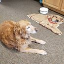Based on popular demand, Daisy has a new rug!