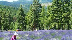 Purple Mountain Lavender- Deb Davis creates a Lavender Oasis in Lakeside, Montana!